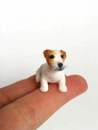 jack russell terrier mini Acondroplacia enanismo