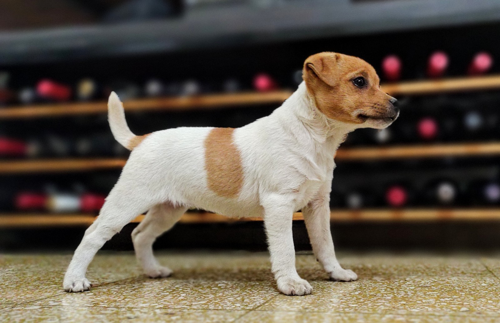 cachorros jack russell terrier