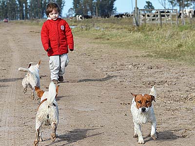 criadero cachorro de jack russell terrier bicolor