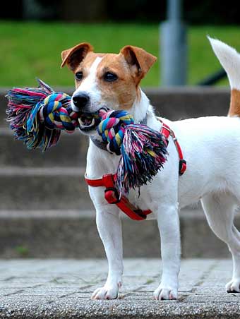 jack russell terrier earthdog tunel artificail