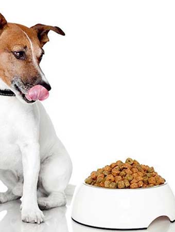 alimentacion del jack russell terrier